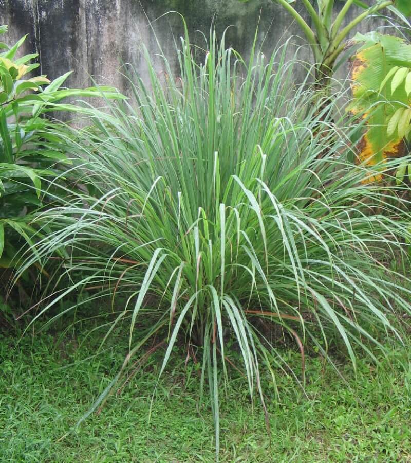 nature blog lemon grass